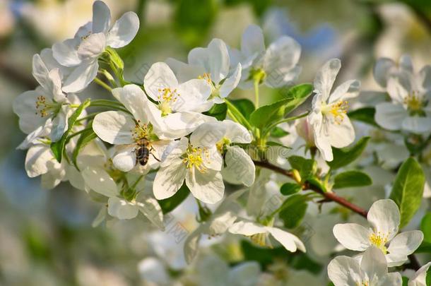 苹果花采用苹果树枝和绿色的树叶和蜂蜜蜜蜂