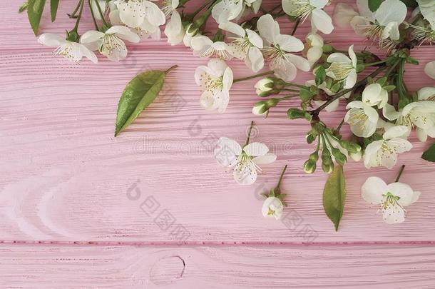 樱桃美好花精神饱满设计向一粉红色的木制的b一ckgrou
