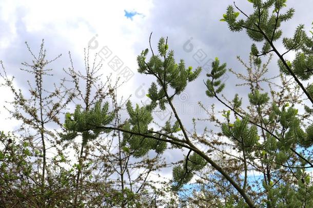 绿色的葇荑花和别的用力擦洗和云采用背景