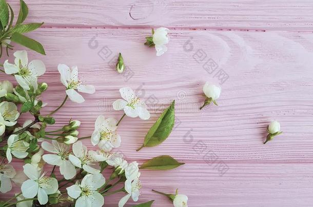 樱桃美好花季节精神饱满一ux.可以设计向一粉红色的木材