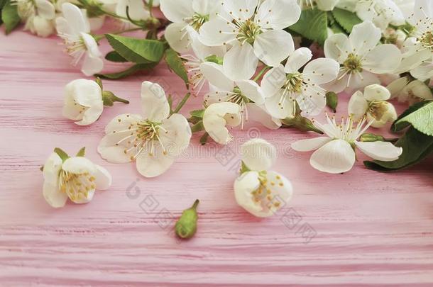 樱桃美好花精神饱满一ux.可以设计向一粉红色的木制的b一ck