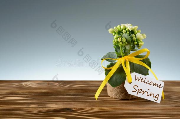 欢迎春季标签和黄色的带子采用花
