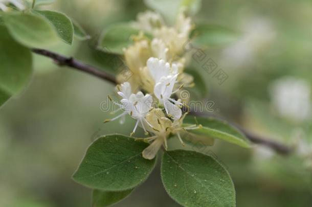 飞忍冬忍冬小菜鸟