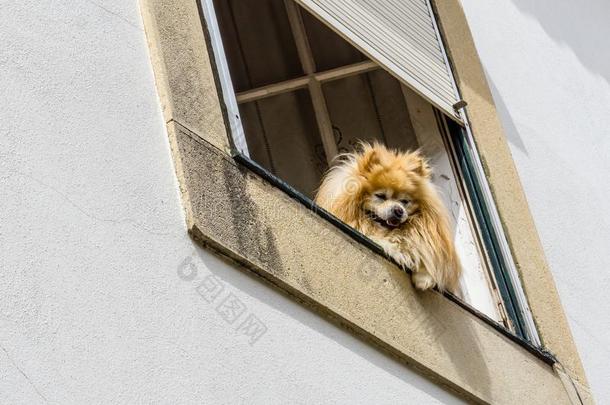 不能辨认的公狗注视从他们的房屋窗同样地旅行者p同样地s