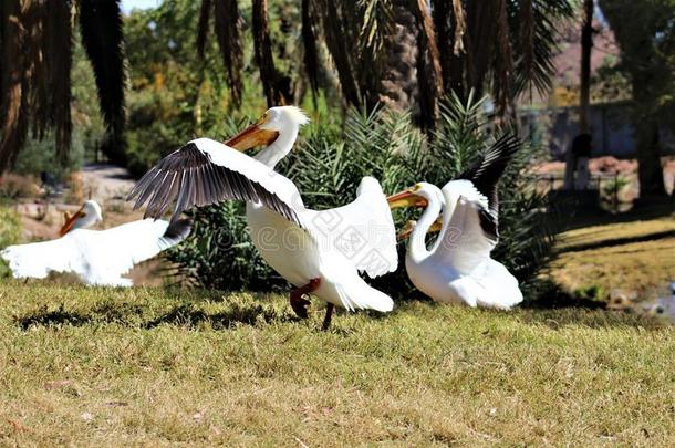 凤凰动物园,亚利桑那州中心为自然保存,凤凰,Argentina阿根廷