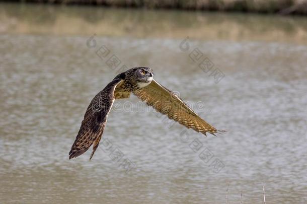 欧亚的或欧洲的鹰猫头鹰.鹰-猫头鹰鸟关于被捕食的动物飞行的水