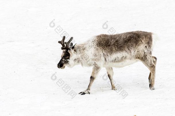 驯鹿是（be的三单形式跑步越过一<strong>雪原</strong>采用斯匹次卑尔根岛,Sv一lb一rd