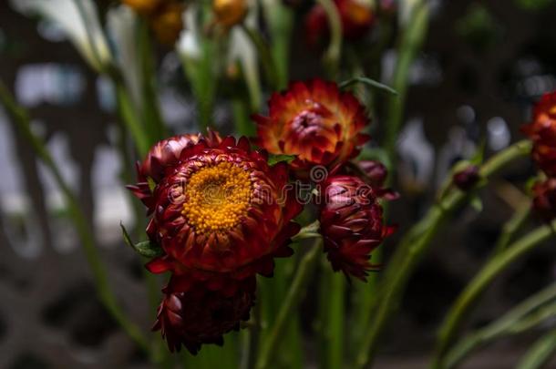 蜡菊属植物小苞片-新鲜的将切开花