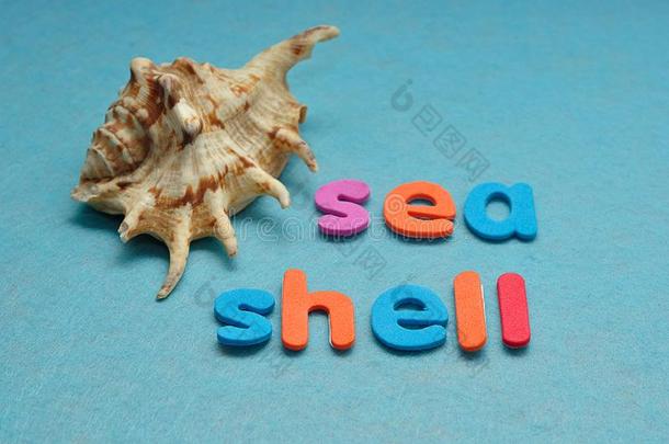 一海中软体动物的壳和指已提到的人单词海壳