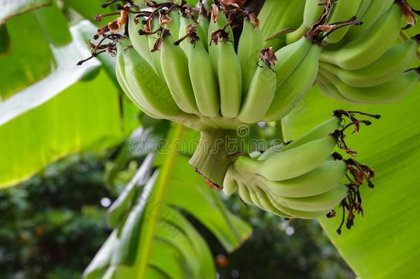 香蕉生的和一束向指已提到的人树