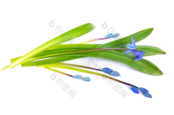 蓝色绵枣儿属植物花或绵枣儿属植物西伯利亚,虾蛄.隔离的向极少的量