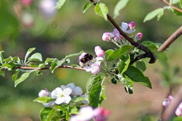 大黄蜂聚集花蜜从指已提到的人苹果花.盛开的苹果