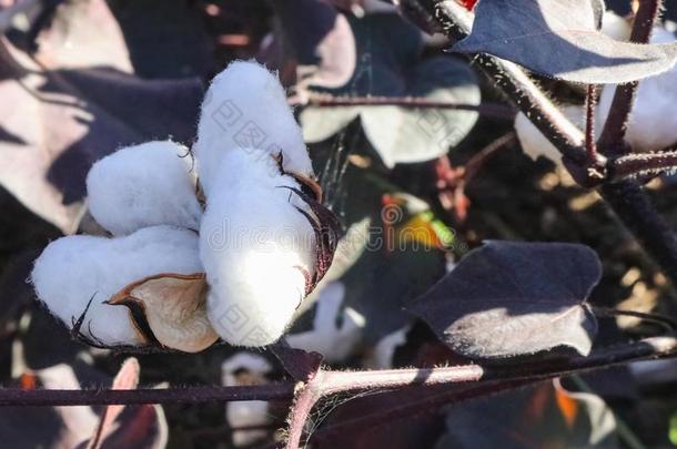 棉植物和它的荚敞开的和松软的白色的棉准备好的FaroeIslands法罗群岛