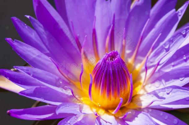紫色的水百合花