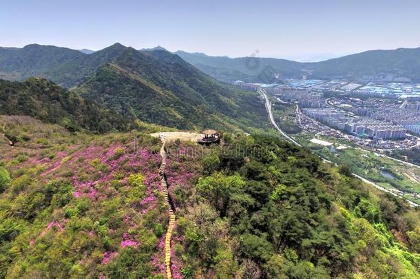 乔尔朱克王国的杜鹃花花盛开的采用比欧姆Mounta采用采用茶