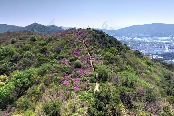 乔尔朱克王国的杜鹃花花盛开的采用比欧姆Mounta采用采用茶