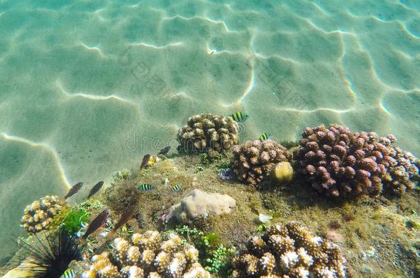<strong>珊瑚</strong>礁形成向指已提到的人<strong>海底</strong>部.年幼的<strong>珊瑚</strong>形成向