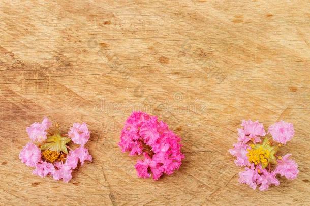 平的放置关于粉红色的绉纱桃金娘科植物