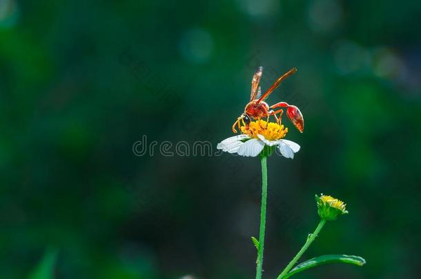 膜翅目昆虫,大黄蜂向黄色的花特写镜头.