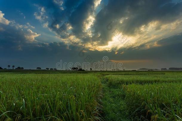 风景,日出日落稻田美丽的风景泰拉
