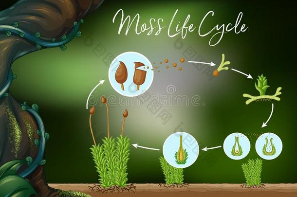 科学矢量关于苔藓生活循环