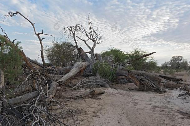 日出越过指已提到的人干的干燥的斯瓦科普河河采用纳米比亚