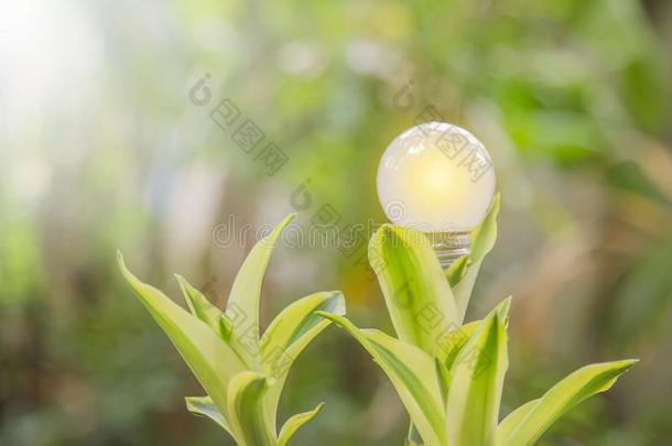 生态学和储蓄能量光球茎带路和自然的电的