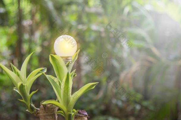 生态学和储蓄能量光球茎带路和自然的电的