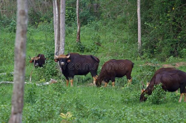 白肢野牛采用指已提到的人自然栖息地采用泰国