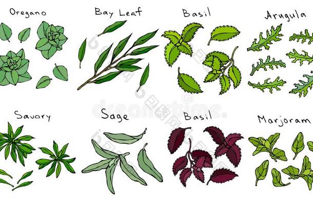新鲜的绿色的树叶关于草本植物牛至,湾叶子,罗勒属植物,芝麻菜,英文字母表的第19个字母