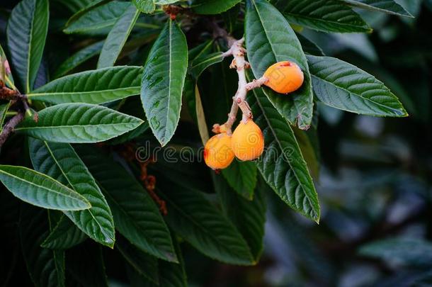 枇杷枇杷属日本产植物成果