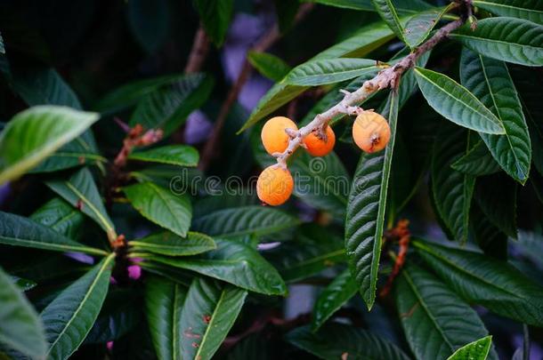 枇杷枇杷属日本产植物成果