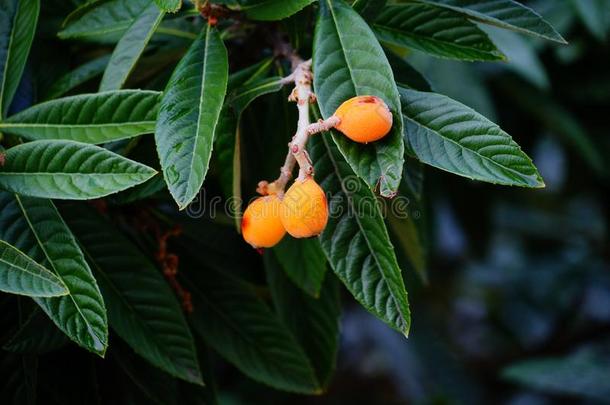 枇杷枇杷属日本产植物成果