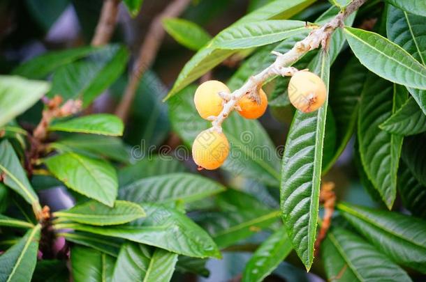 枇杷枇杷属日本产植物成果