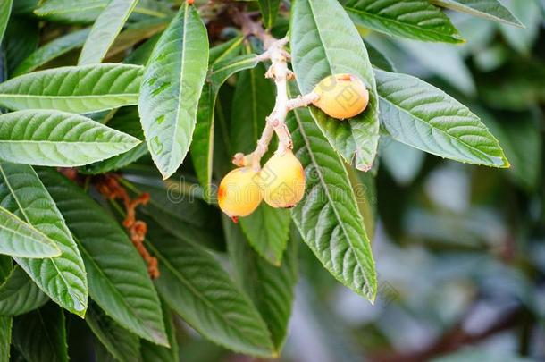 枇杷枇杷属日本产植物成果