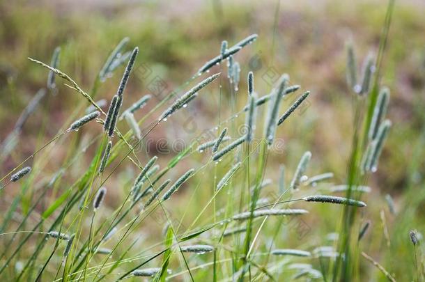 草本植物采用指已提到的人田.夏时间.仍生活.恩格林颜色.英语字母表的第14个字母