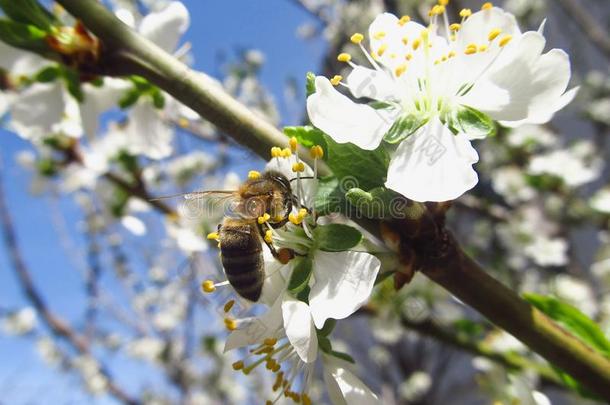 蜜蜂幸福的