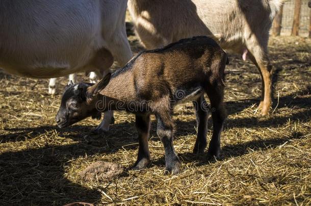 漂亮的婴儿山羊幼小的兽向草地