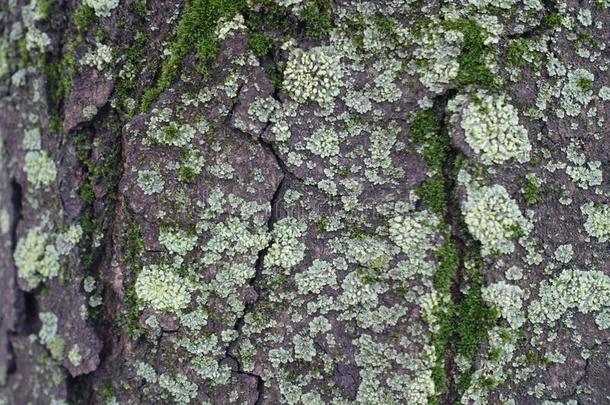 有<strong>裂痕</strong>的表面关于树吠叫和苔藓和光绿色的地衣