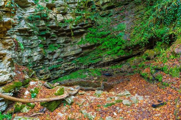 多岩石的墙关于山采用紫杉和盒-树小树林