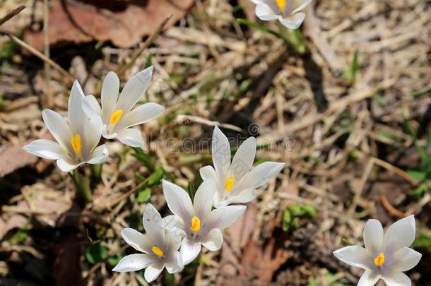 许多白色的花叫番红花属弗纳斯一物种采用F一mily鸢尾科植物