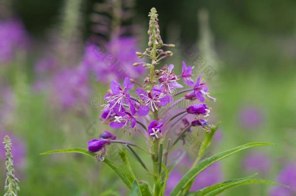 美丽的植物伊凡-茶水<strong>柳叶</strong>菜属被子植物