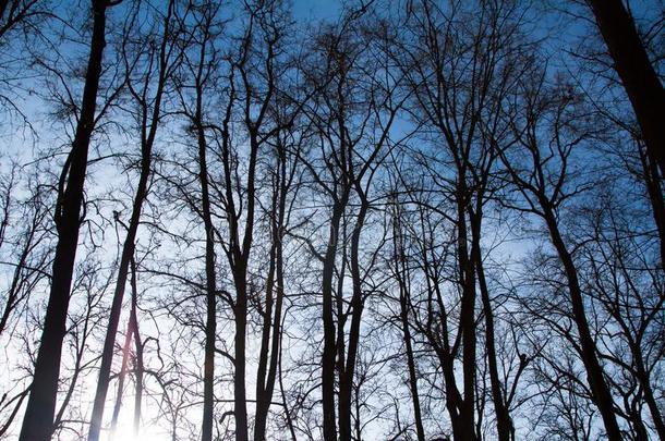 轮廓关于身材高的树在日落采用指已提到的人森林