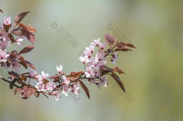 春季背景艺术和粉红色的李子树花