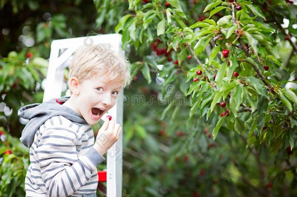 男孩采摘樱桃