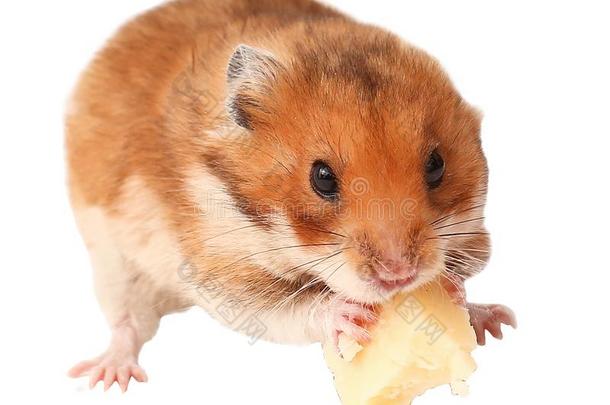 仓鼠有趣的动物,仓鼠吃奶酪