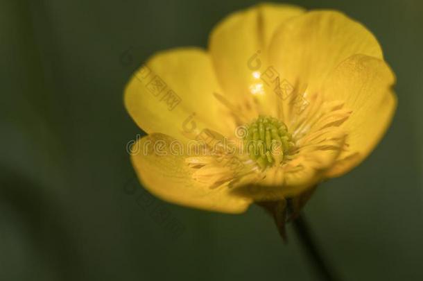 黄色的花关于新近开花田