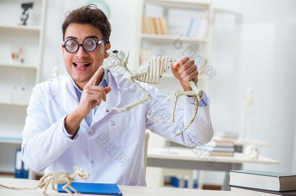 指已提到的人有趣的疯狂的学生医生学习动物骨架
