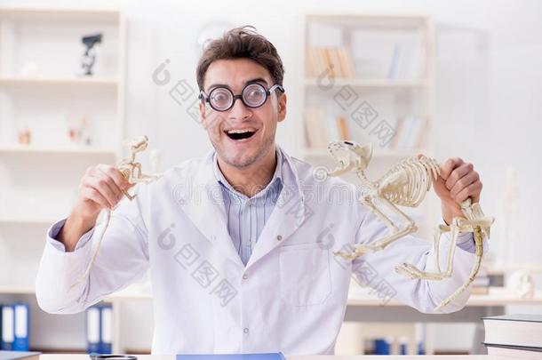 指已提到的人有趣的疯狂的学生医生学习动物骨架