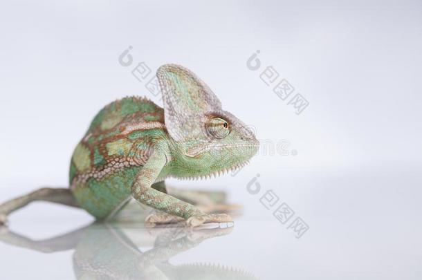 绿色的变色蜥蜴,蜥蜴向白色的背景